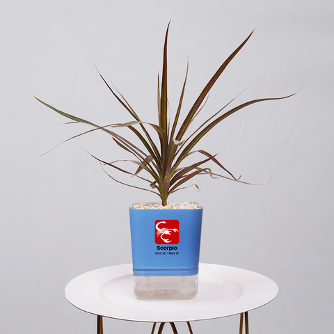 Dracaena Marginata (Dragon Tree)