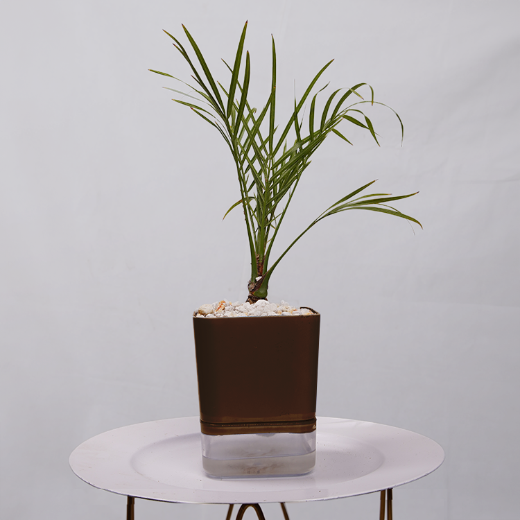 Phoenix Palm