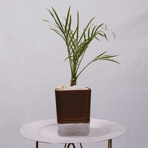 Phoenix Palm