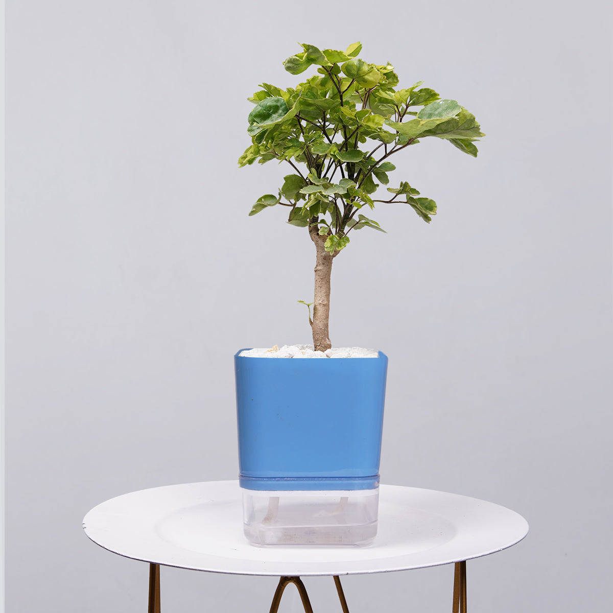 Ficus Bonsai