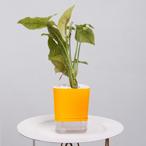 Syngonium Pink (Arrowhead Vine)