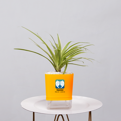 Spider Plant (Chlorophytum comosum)