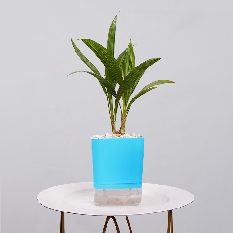 China Palm
