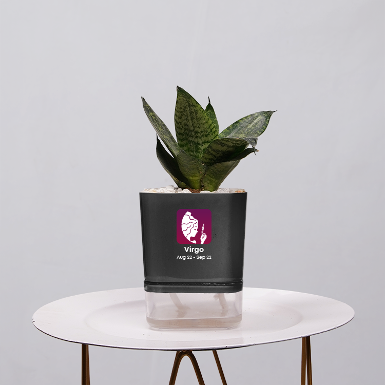Snake Plant Bird’s Nest (Sansevieria Hahnii)
