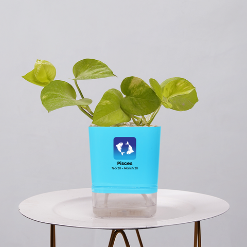 Money Plant Neon