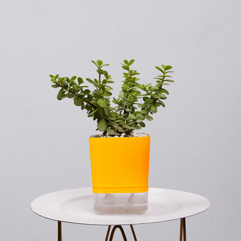 Jade Plant (Crassula ovata)