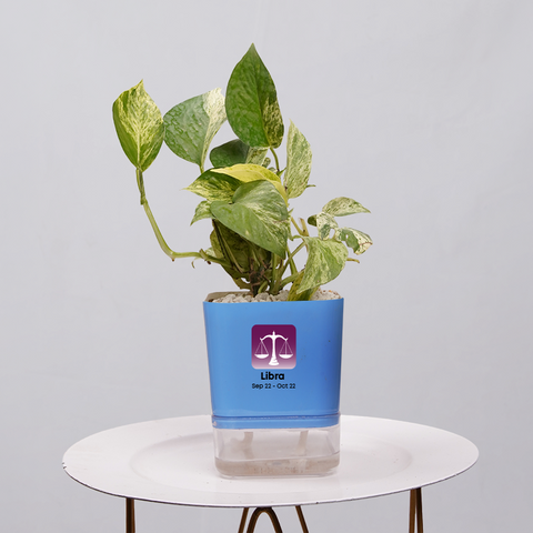 Money Plant Green (Pothos, Epipremnum aureum)