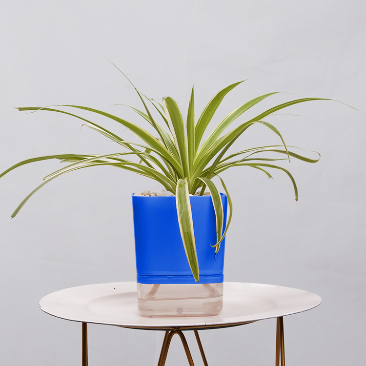Dracaena marginata Madagascar multicolour