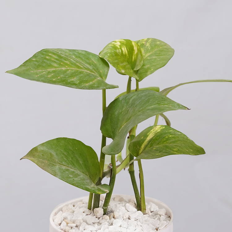 Money Plant Golden