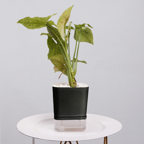 Syngonium Pink (Arrowhead Vine)