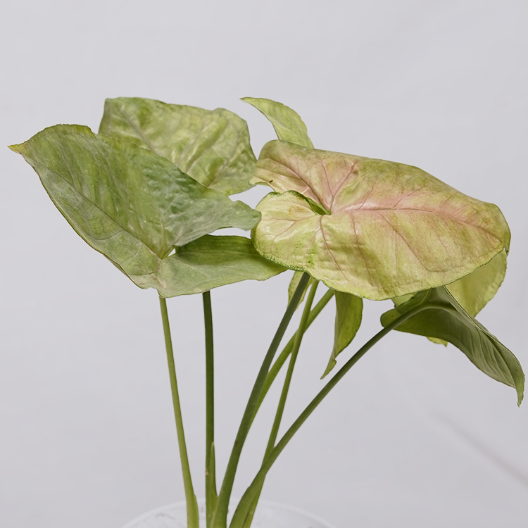 Syngonium Pink (Arrowhead Vine)