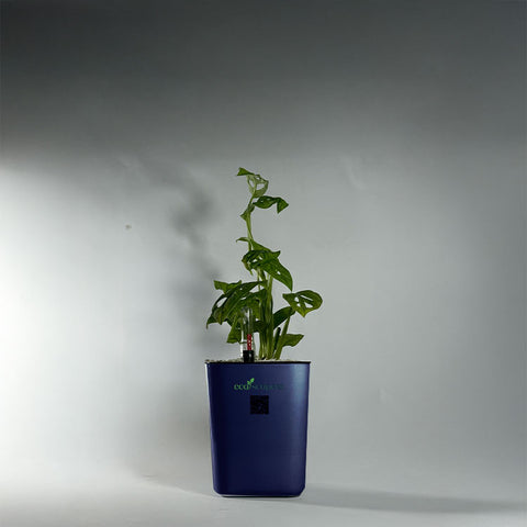 Monstera (Monstera deliciosa)