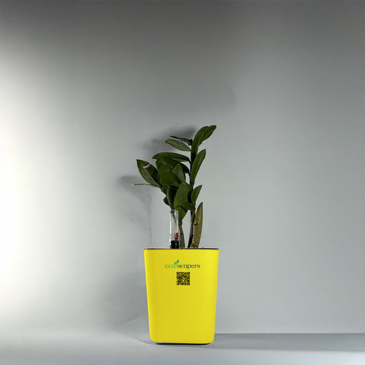 ZZ Plant (Zamioculcas zamiifolia)