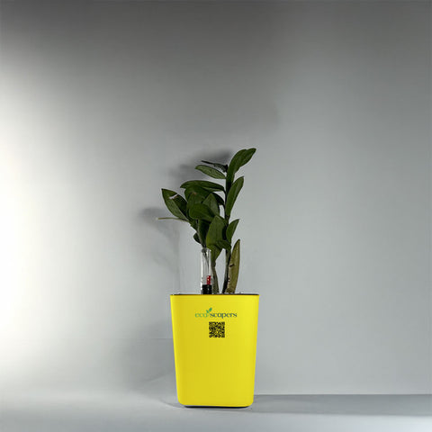 ZZ Plant (Zamioculcas zamiifolia)