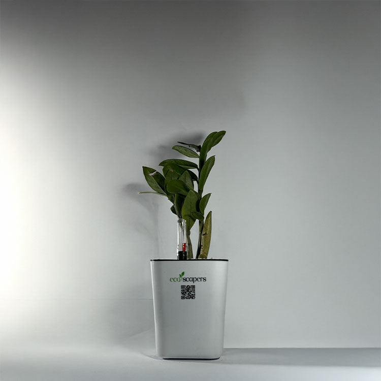 ZZ Plant (Zamioculcas zamiifolia)