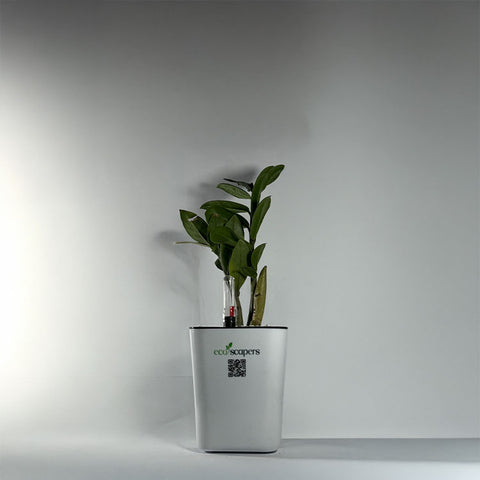 ZZ Plant (Zamioculcas zamiifolia)