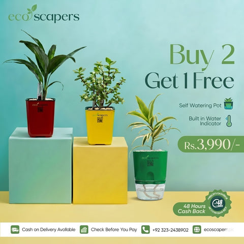 Buy 2 Get 1 Free Self-Watering Pot Set with Water Indicator — EcoScapers Pakistan