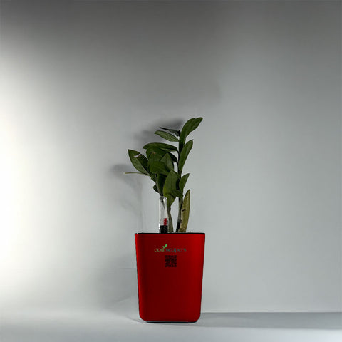 ZZ Plant (Zamioculcas zamiifolia)