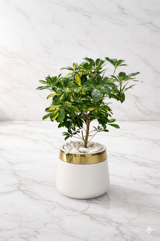 Shefflera With Luxe Planter