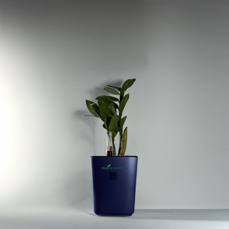 ZZ Plant (Zamioculcas zamiifolia)