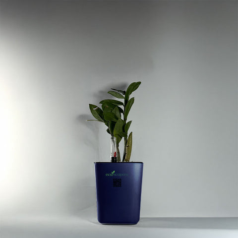 ZZ Plant (Zamioculcas zamiifolia)