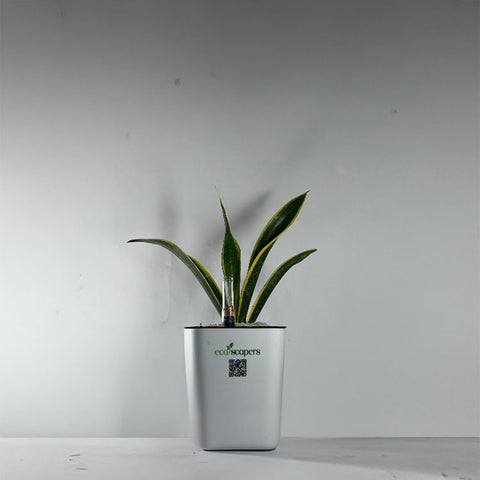 Snake Plant Dwarf Thai