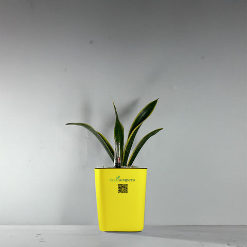 Snake Plant Dwarf Thai