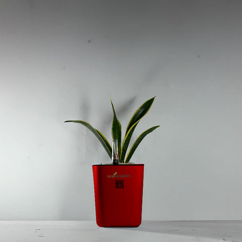 Snake Plant Dwarf Thai