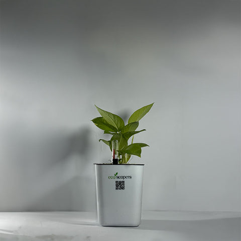 Money Plant Green (Pothos, Epipremnum aureum)