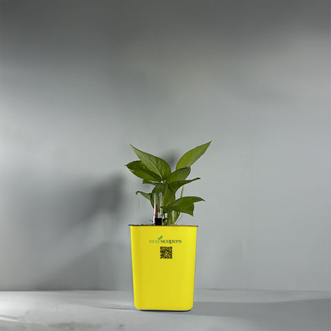 Money Plant Green (Pothos, Epipremnum aureum)