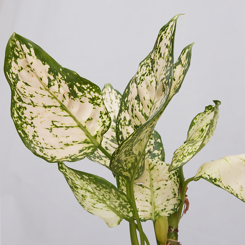 Aglaonema Snow white