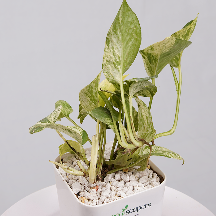 MONEY PLANT N JOY