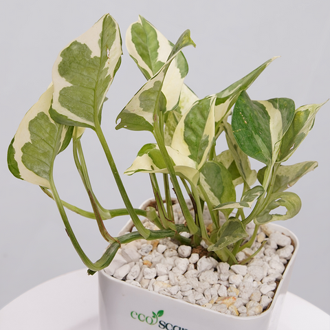 Money Plant Marble Queen