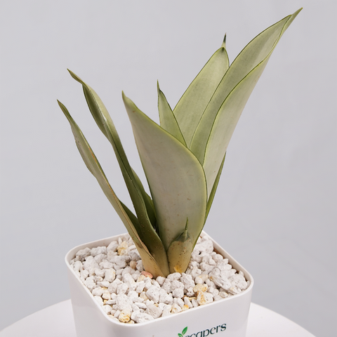 Sansevieria Moonlight