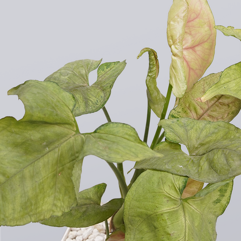 Syngonium Pink (Arrowhead Vine)