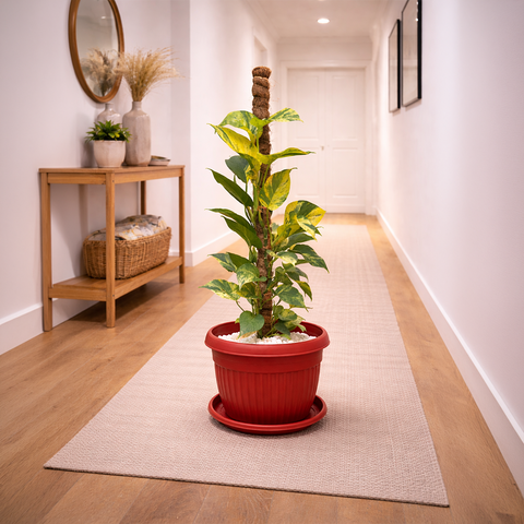 Money Plant Marble Queen in Roma Planter
