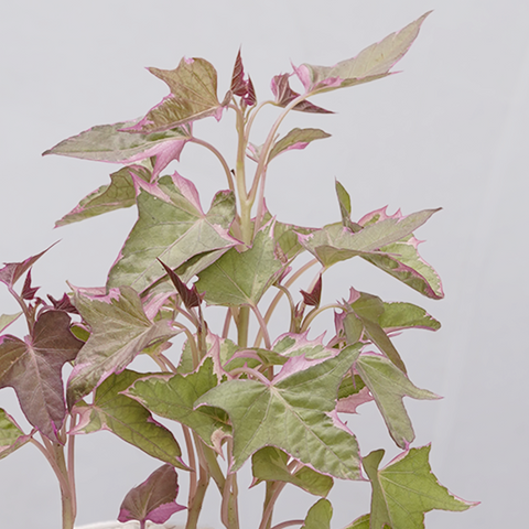 Sweet Potato Vine