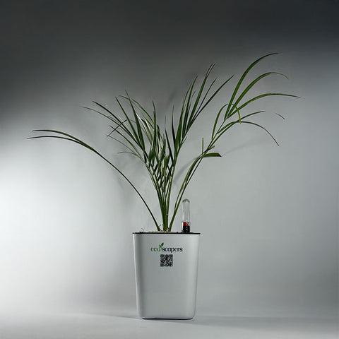 Phoenix Palm