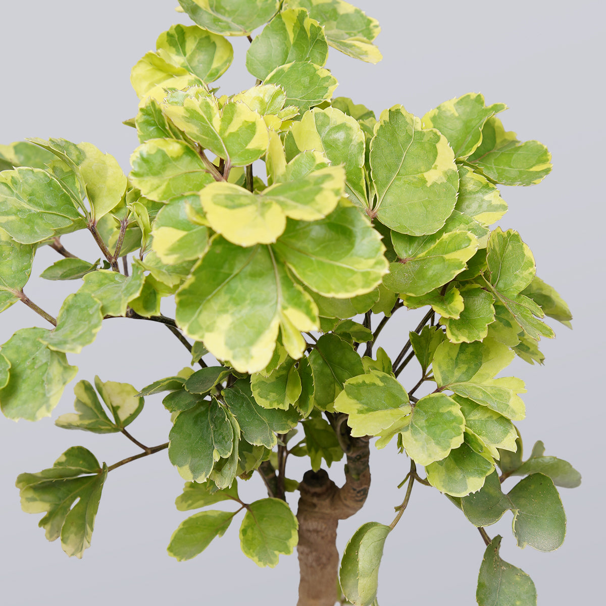 Ficus Bonsai