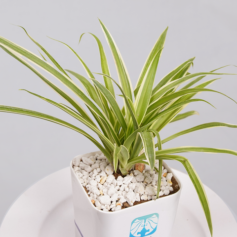 Spider Plant (Chlorophytum comosum)