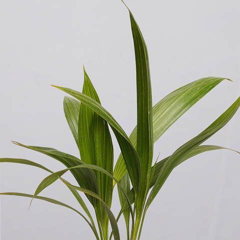 Coconut Palm Seedling