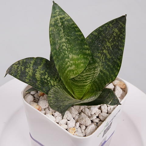 Snake Plant Bird’s Nest (Sansevieria Hahnii)