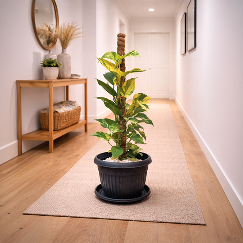 Money Plant Marble Queen in Roma Planter