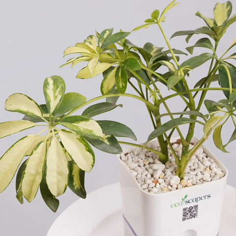 Shefflera (Umbrella Plant)