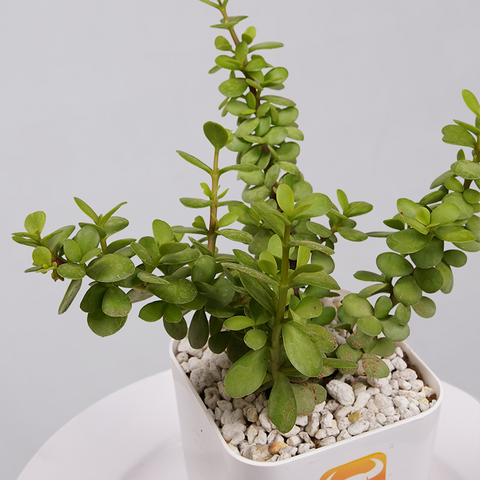 Jade Plant (Crassula ovata)