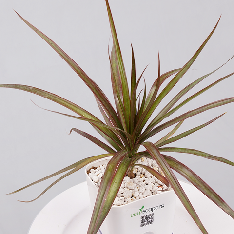 Dracaena Marginata (Dragon Tree)