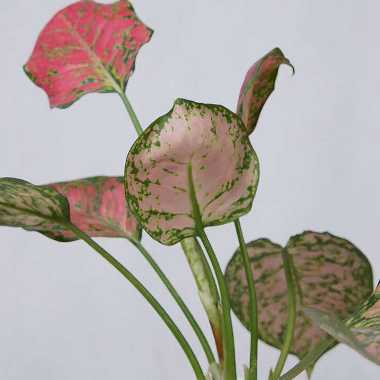 Aglaonema pink lipstick