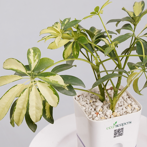 Shefflera (Umbrella Plant)