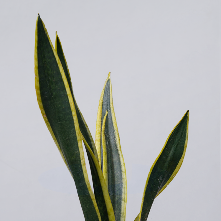 Snake Plant Dwarf Thai