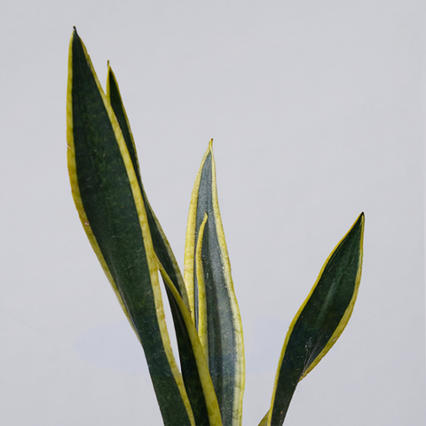 Snake Plant Dwarf Thai